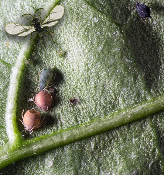 Aphid-Point