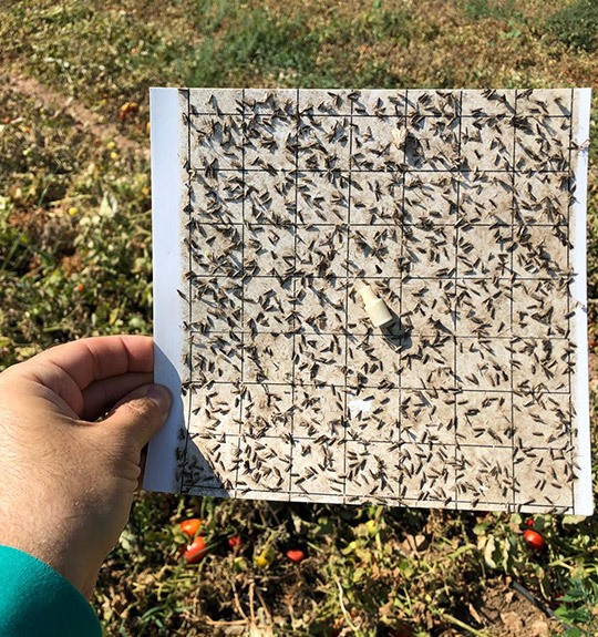 Biotechnological Control